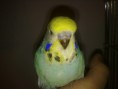 /album/ku%c5%9flar%c4%b1m1/a030420141847-jpg/