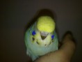 /album/ku%c5%9flar%c4%b1m1/a030420141849-jpg1/