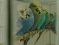 /album/ku%c5%9flar%c4%b1m1/a211220131593-gif2/