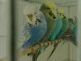 /album/ku%c5%9flar%c4%b1m1/a211220131593-jpg/